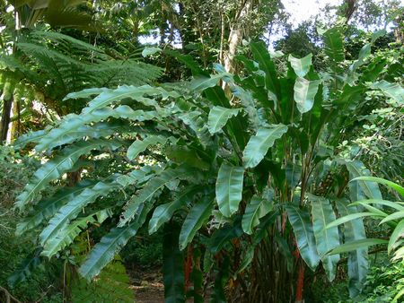 Heliconia mutisiana