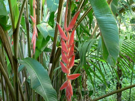 Heliconia mutisiana