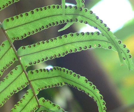 Nephrolepis acutifolia