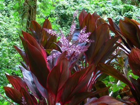 Cordyline fruticosa