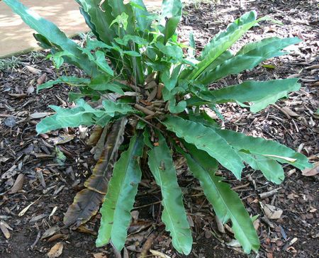 Asplenium australasicum H