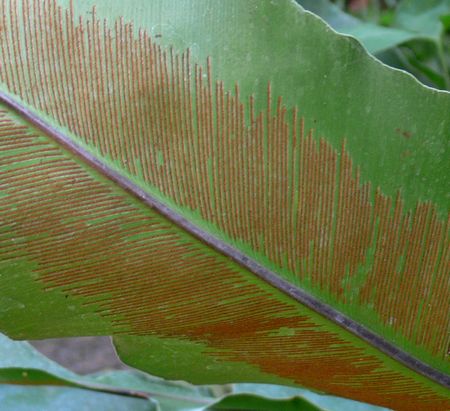 Asplenium australasicum H