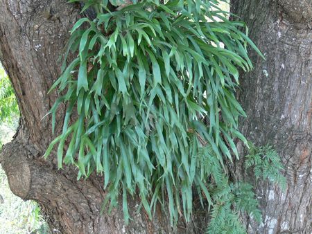 Platycerium bifurcatum ssp. willinckii@iKorJNV_