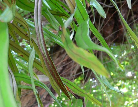 Pyrrosia longifolia