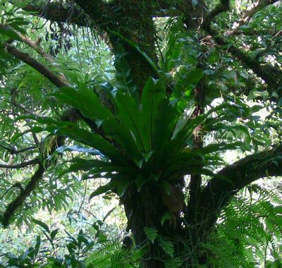 Asplenium antiquum�@�I�I�^�j���^��