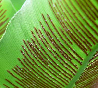 �I�I�^�j���^���̖E�q�X�Q