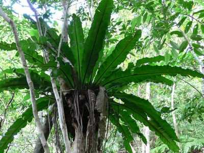Asplenium nidus �V�}�I�I�^�j���^��