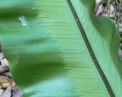 ���������ɃL�[�����Ȃ�