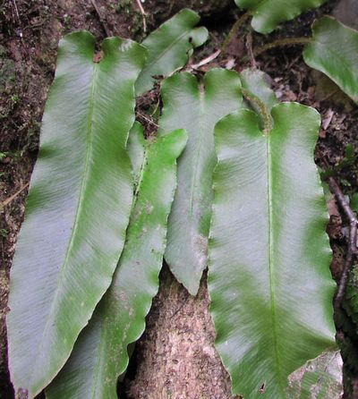 Asplenium scolopendrium  �R�^�j���^��