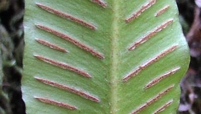 �R�^�j���^���̖E�q�X�Q