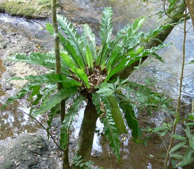Asplenium setoi�@���G���}�I�I�^�j���^��