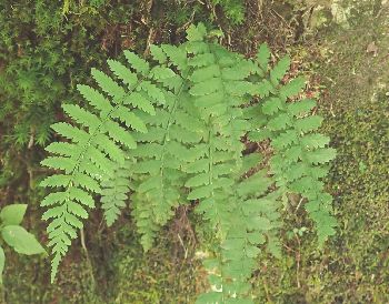 Athyrium nikkoense CCkr