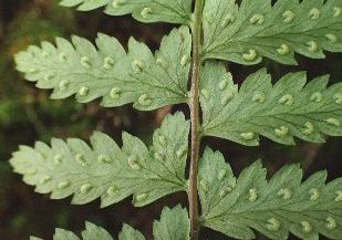 Athyrium nikkoense CCkr