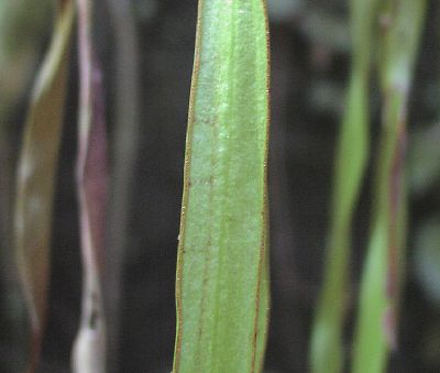 Haplopteris zosterifolia  A}VV