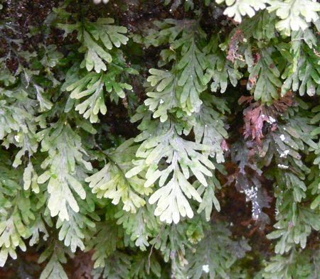 Hymenophyllum mikawanum@~JRPVmu