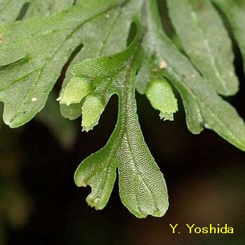 Hymenophyllum mikawanum@~JRPVmu
