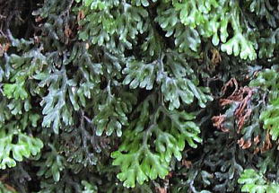 Hymenophyllum oligosorum  LX~RPVmu