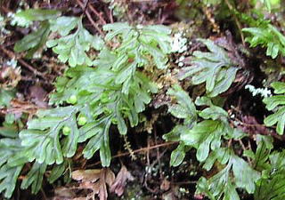 Hymenophyllum wrightii  RPVmu