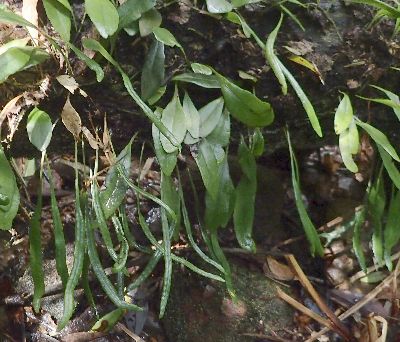 Lemmaphyllum microphyllum var. obovatum  ELE}d^