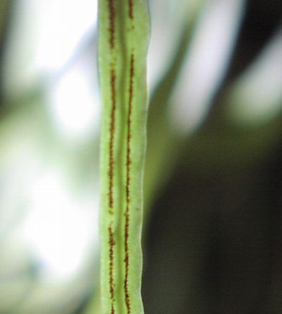 Lemmaphyllum microphyllum var. obovatum  ELE}d^