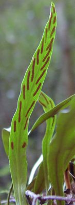 Loxogramme salicifolia  CiMV_