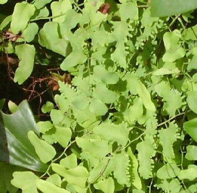 Lygodium microphyllum  CIeV~Zd