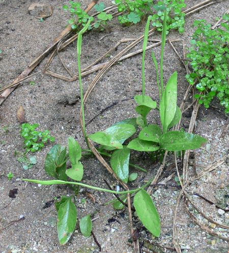 Ophioglossum petiolatum ~ O. thermale@RniX