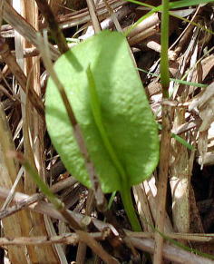 Ophioglossum vulgatum  qnniX