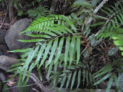 Osmunda banksiifolia  V}[}C