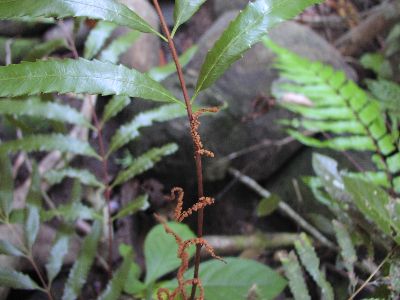 Osmunda banksiifolia  V}[}C