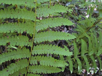 Osmunda claytoniana-1.jpg