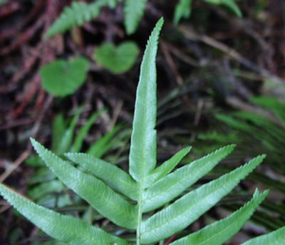 Plagiogyria japonica  LWmIV_
