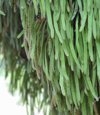 Pyrrosia linearifolia  r[hV_