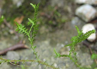 Selaginella remotifolia  N}SP
