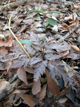 冬期のアカハナワラビの胞子葉
