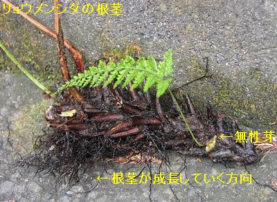 リョウメンシダの根茎